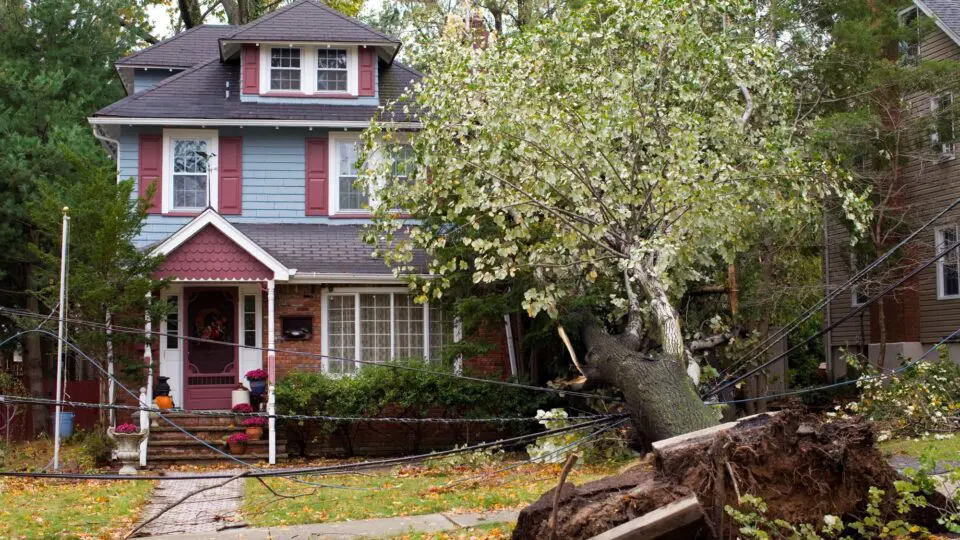 a large tree falling on a Nova Scotia home.